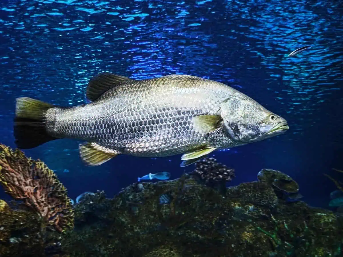 Angkor Aquarium – Barramundi Angkor Aquarium - Barramundi