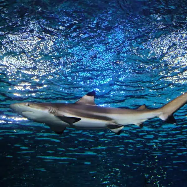 Angkor Aquarium - Blacktip Reef Shark