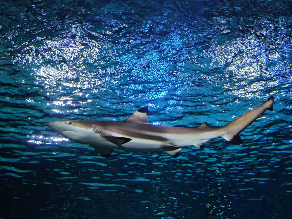 Angkor Aquarium – Blacktip Reef Shark Angkor Aquarium - Blacktip Reef Shark