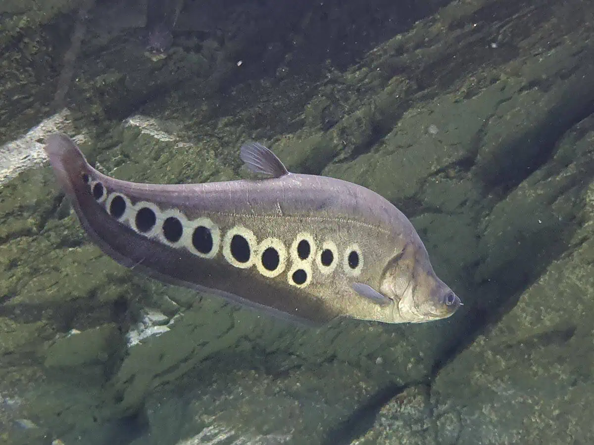 Angkor Aquarium – Clown Featherback Angkor Aquarium - Clown Featherback