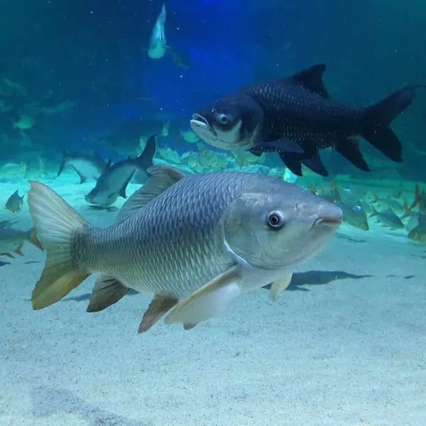 Angkor Aquarium - Common Carp