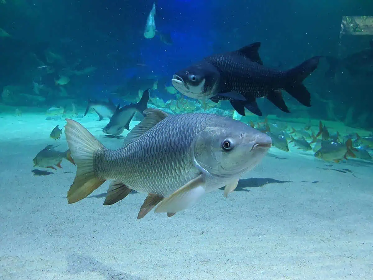 Angkor Aquarium – Common Carp Angkor Aquarium - Common Carp