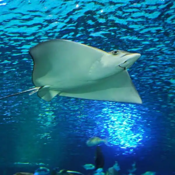 Angkor Aquarium - Cownose Ray