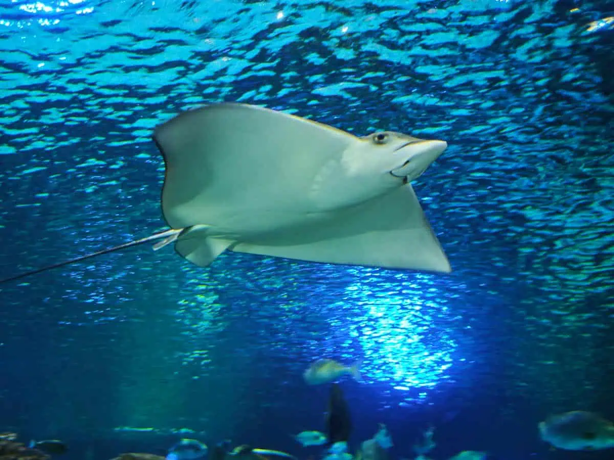 Angkor Aquarium – Cownose Ray Angkor Aquarium - Cownose Ray