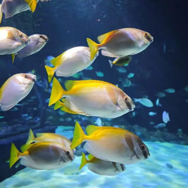 Angkor Aquarium - Double-Barred Rabbitfish