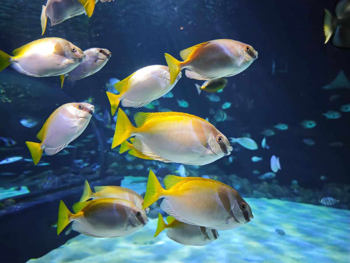 Angkor Aquarium - Double-Barred Rabbitfish