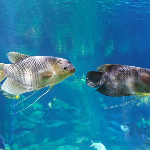 Colorful freshwater fish swimming in aquarium at Angkor Wildlife & Aquarium, Cambodia.