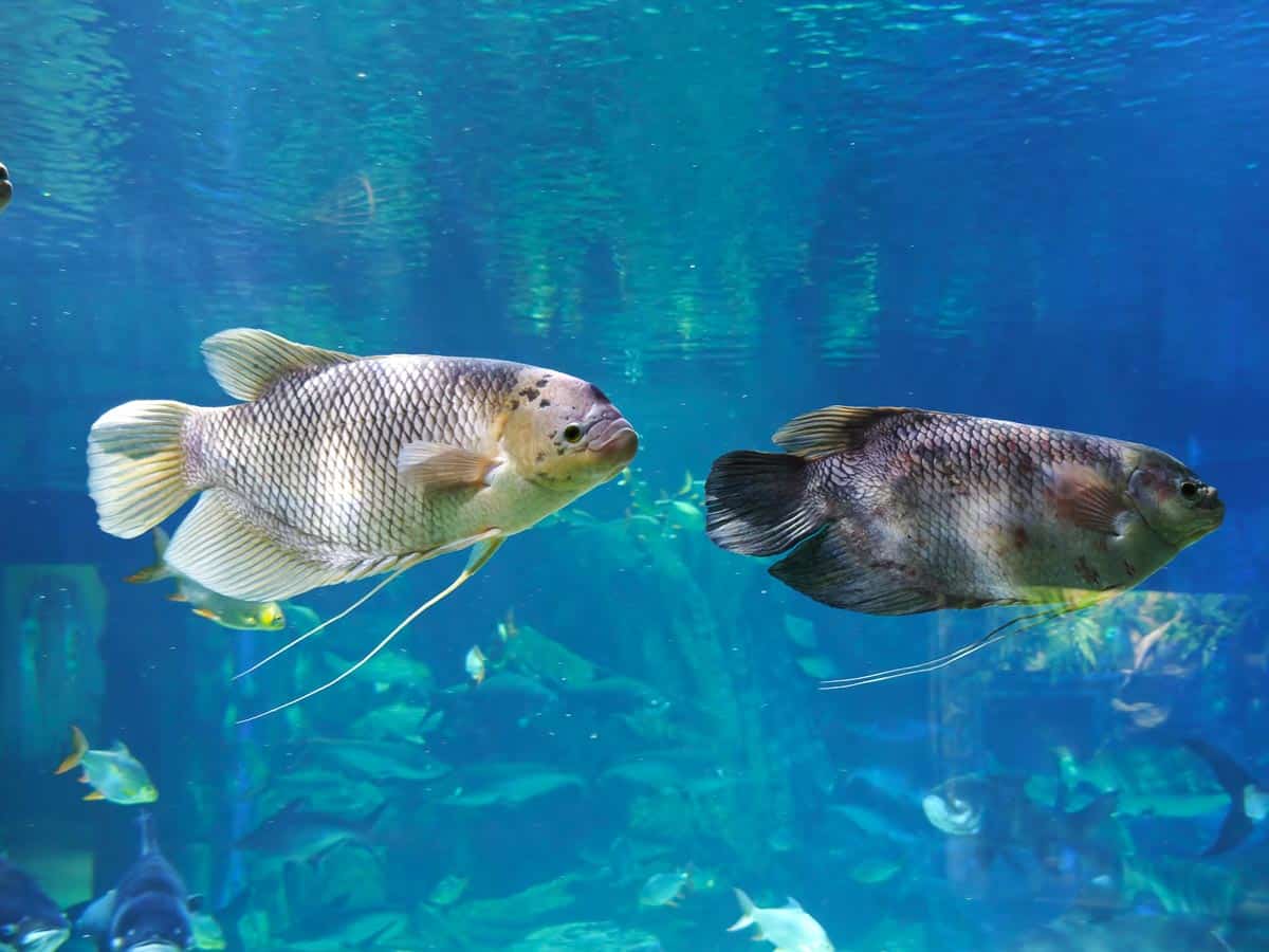 Colorful freshwater fish swimming in aquarium at Angkor Wildlife & Aquarium, Cambodia.