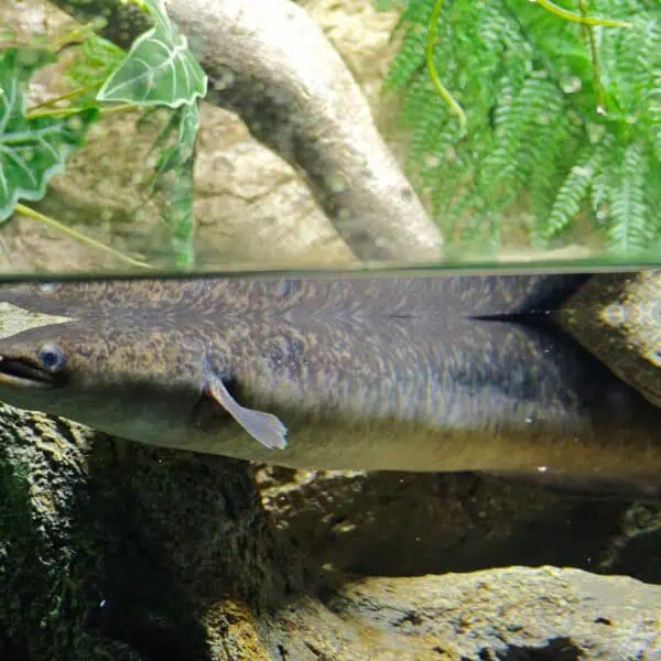 Angkor Aquarium - Giant Mottled Eel