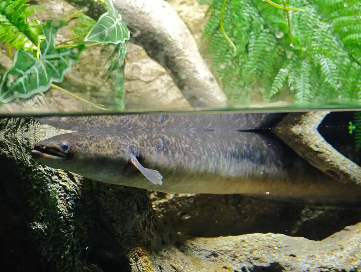 Angkor Aquarium – Giant Mottled Eel Angkor Aquarium - Giant Mottled Eel