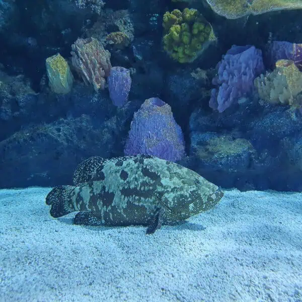 Angkor Aquarium - Grouper