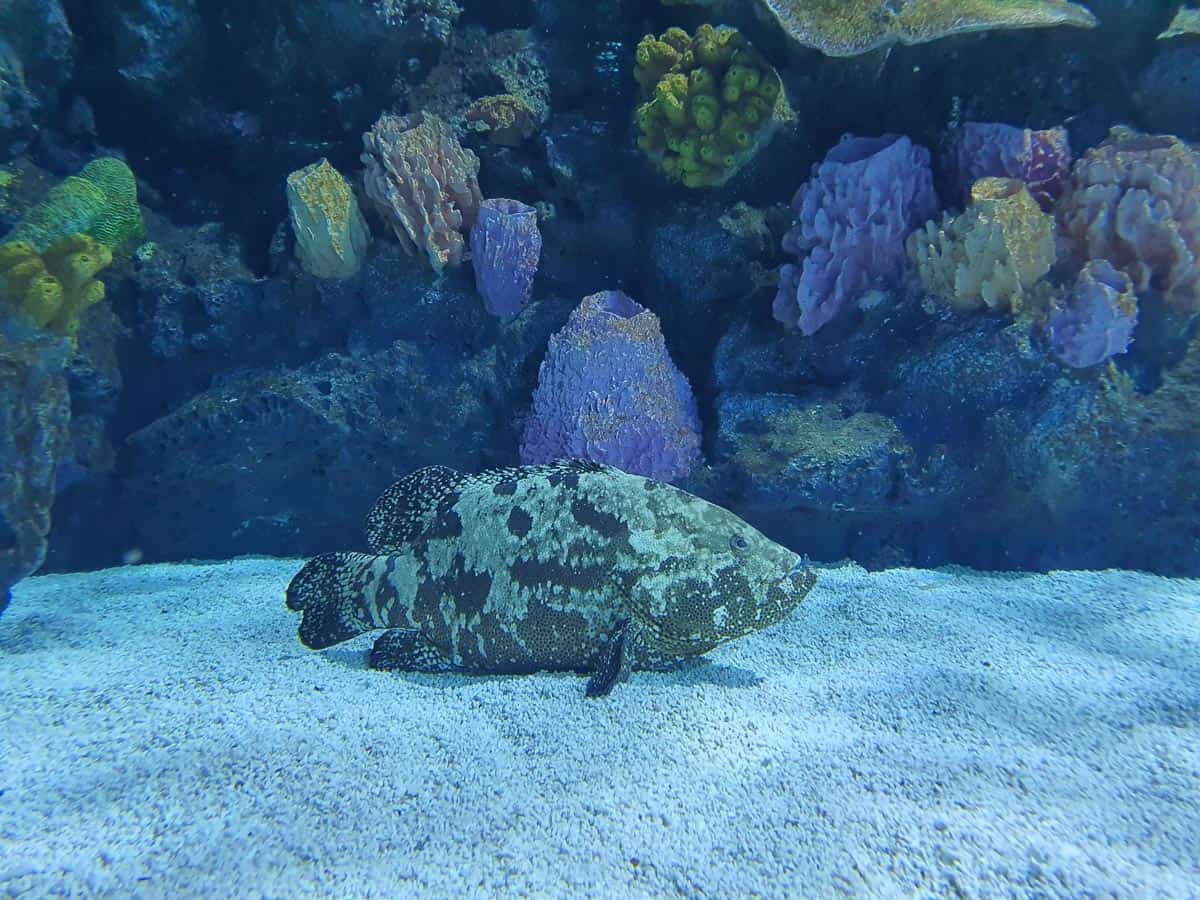 Angkor Aquarium - Grouper