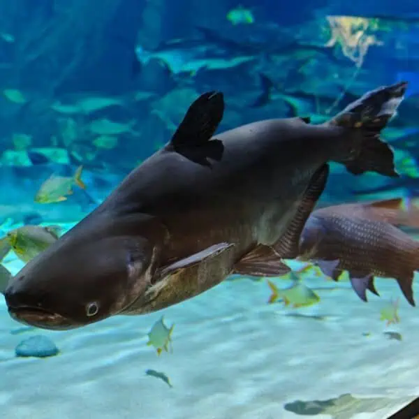 Angkor Aquarium - Mekong Giant Catfish