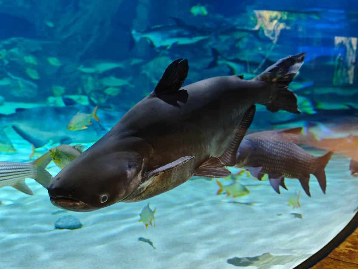 Angkor Aquarium - Mekong Giant Catfish