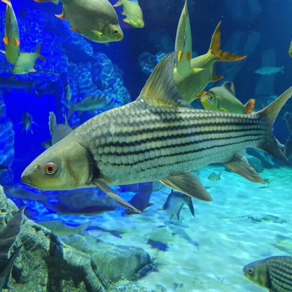 Angkor Aquarium - Mekong Giant Jullien's Golden Carp