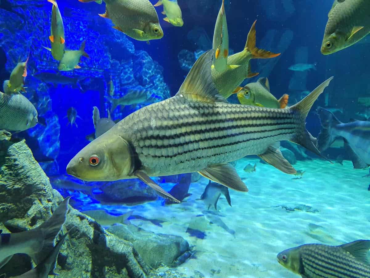 Angkor Aquarium - Mekong Giant Jullien's Golden Carp