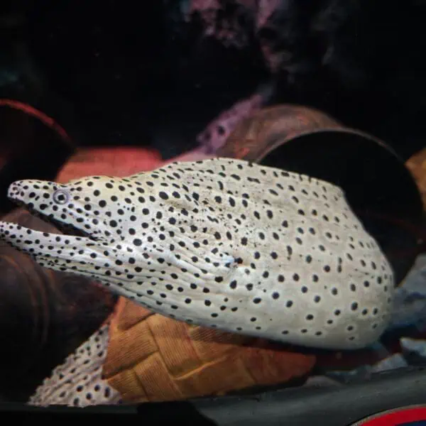 Angkor Aquarium - Moray Eel