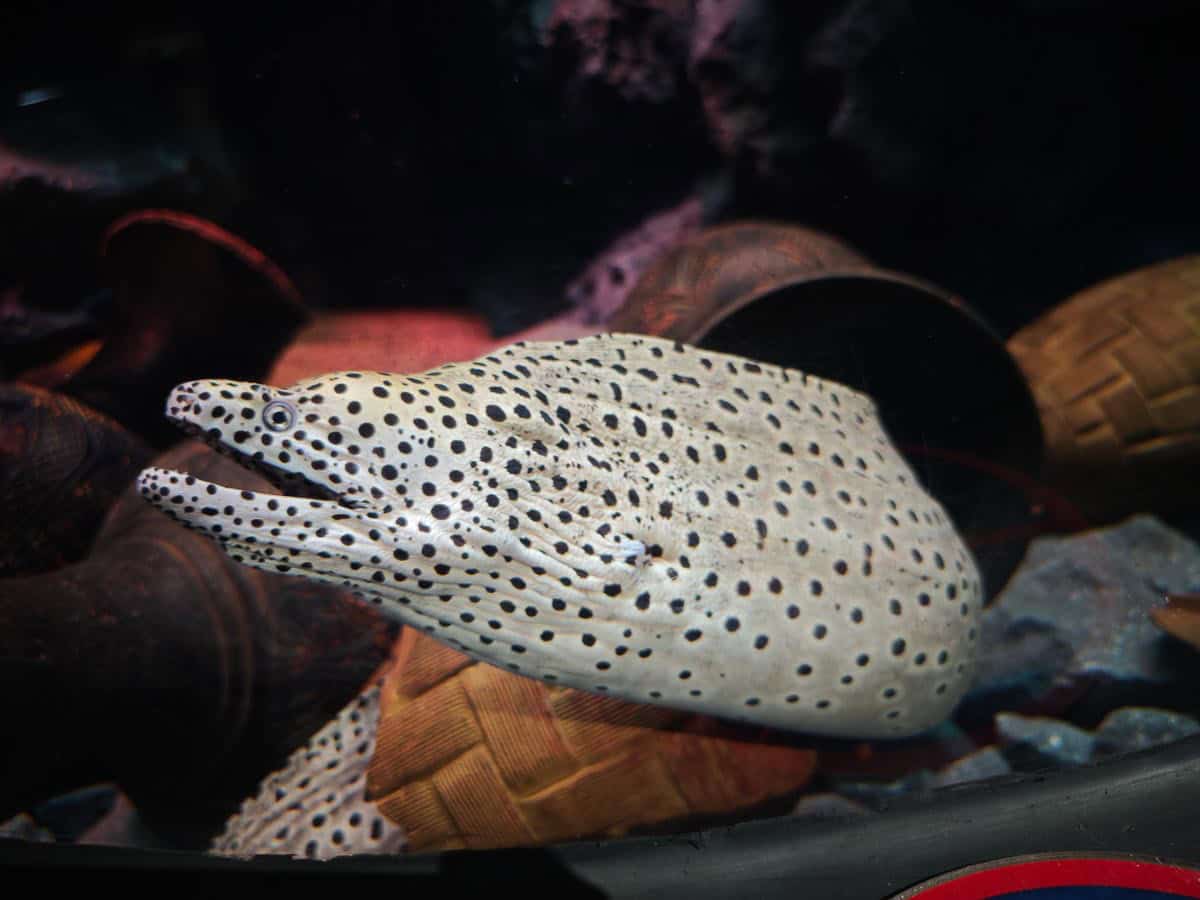 Angkor Aquarium - Moray Eel