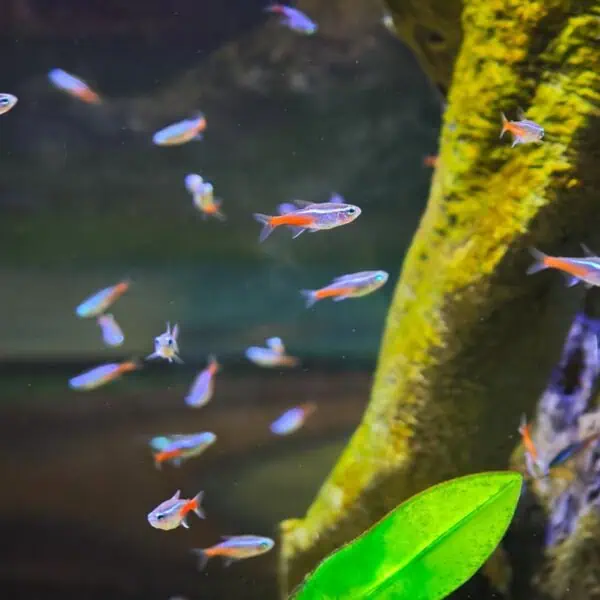 Angkor Aquarium - Neon Tetra