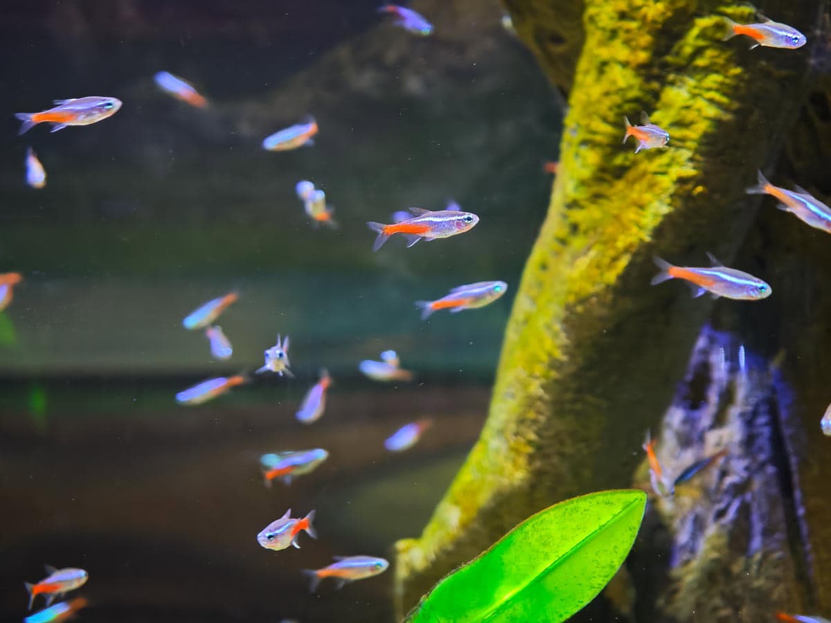 Angkor Aquarium - Neon Tetra