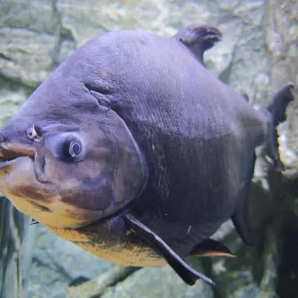 Angkor Aquarium - Pacu