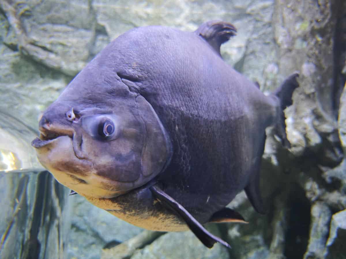 Angkor Aquarium - Pacu