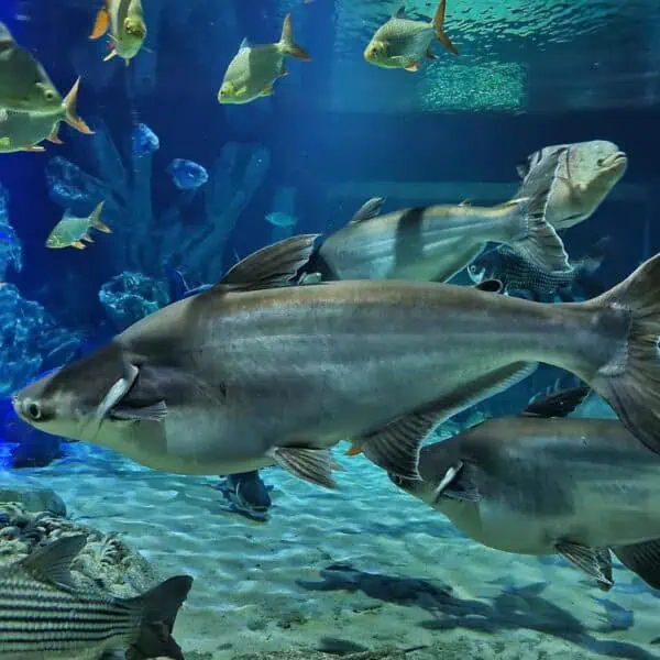 Angkor Aquarium - Pangasius