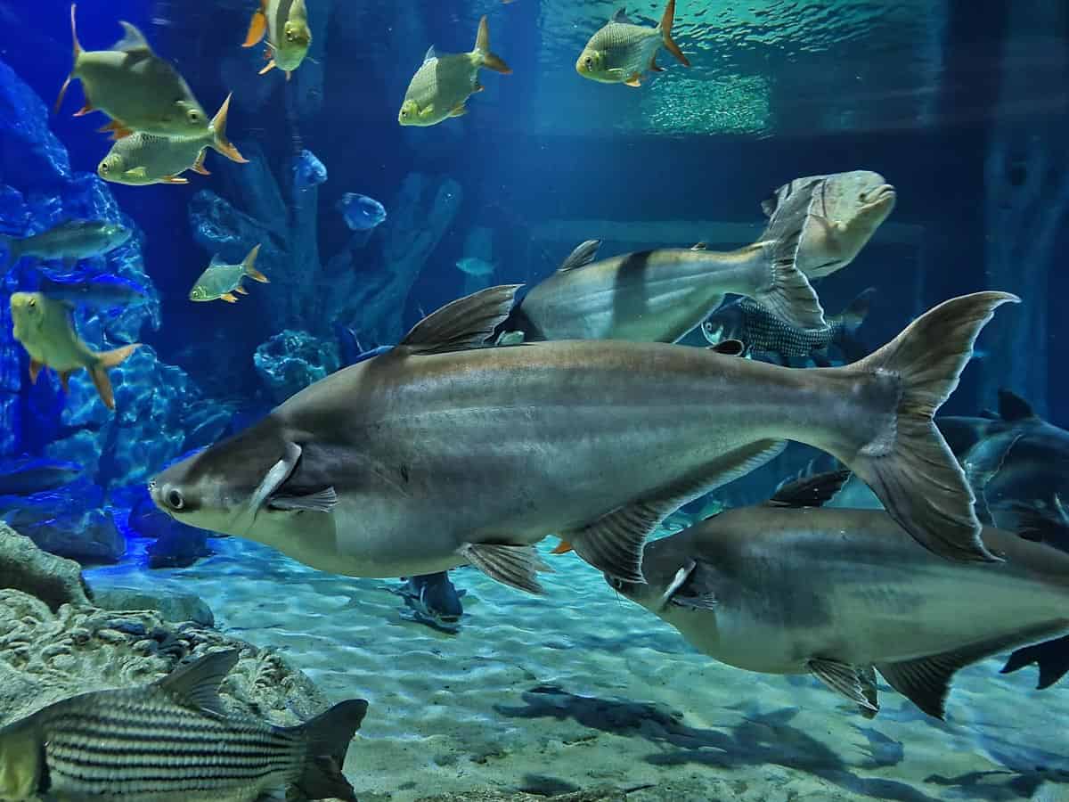 Angkor Aquarium - Pangasius