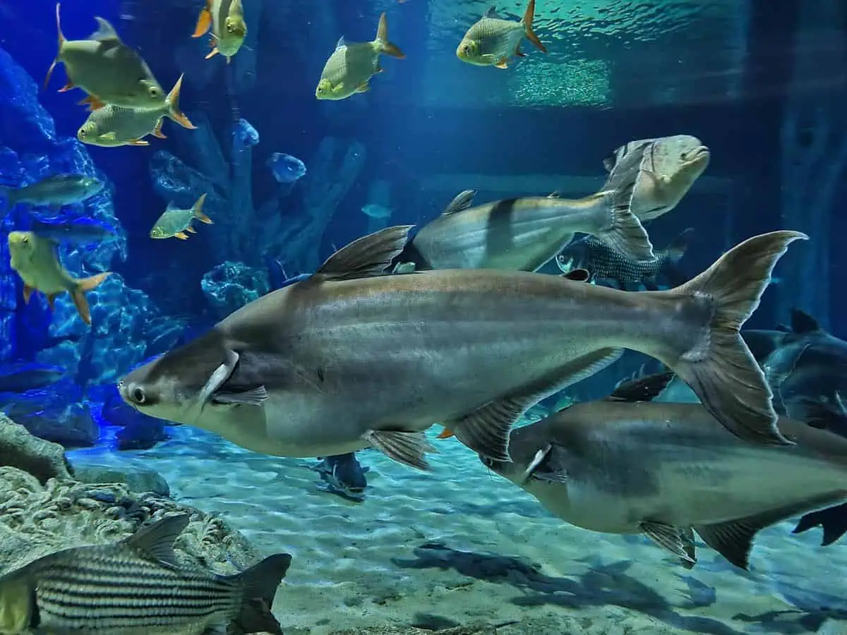 Angkor Aquarium – Pangasius Angkor Aquarium - Pangasius