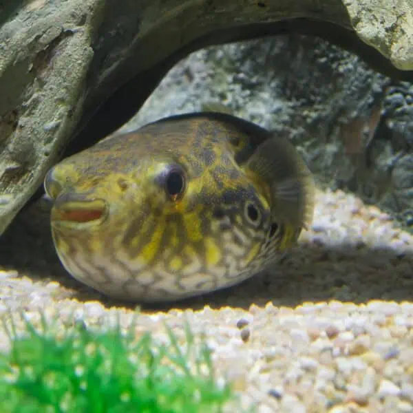 Angkor Aquarium - Freshwater Pufferfish