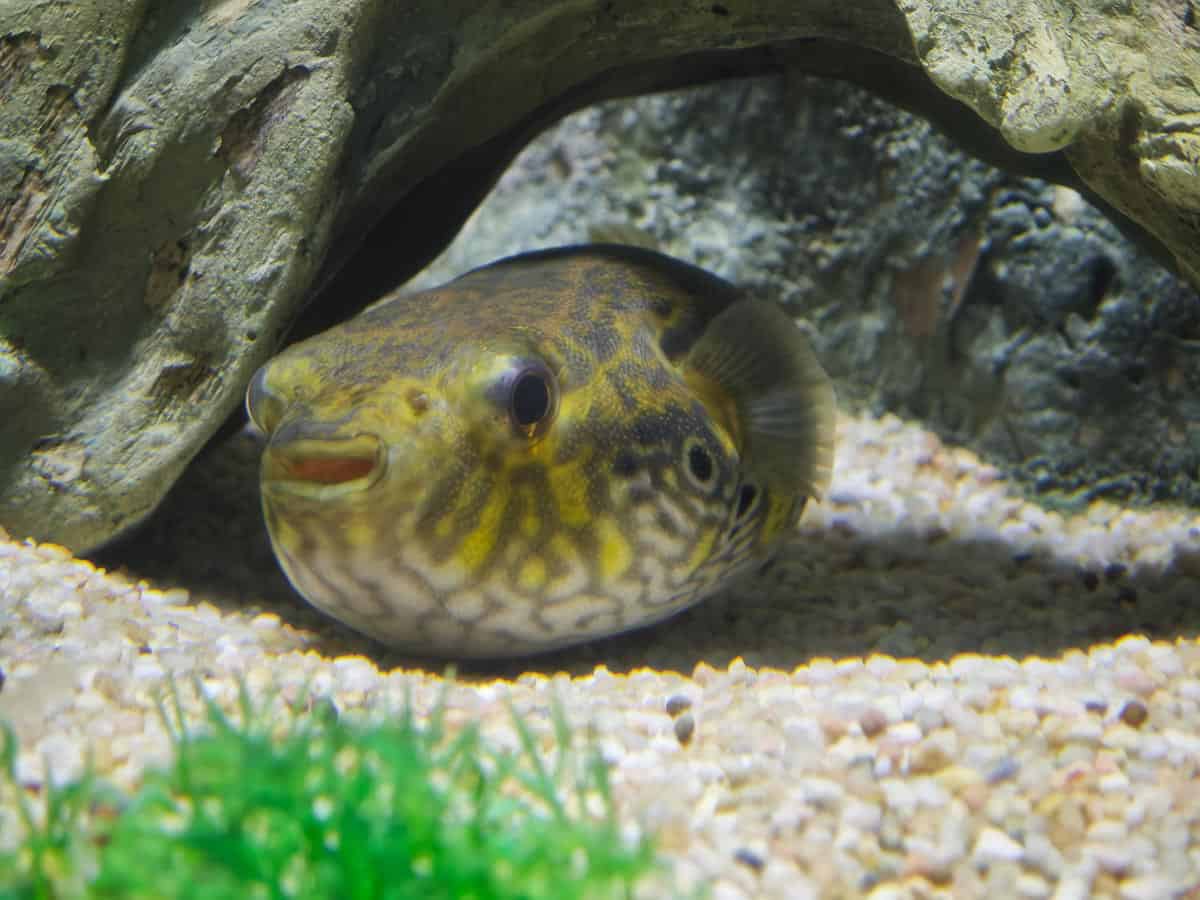 Angkor Aquarium - Freshwater Pufferfish
