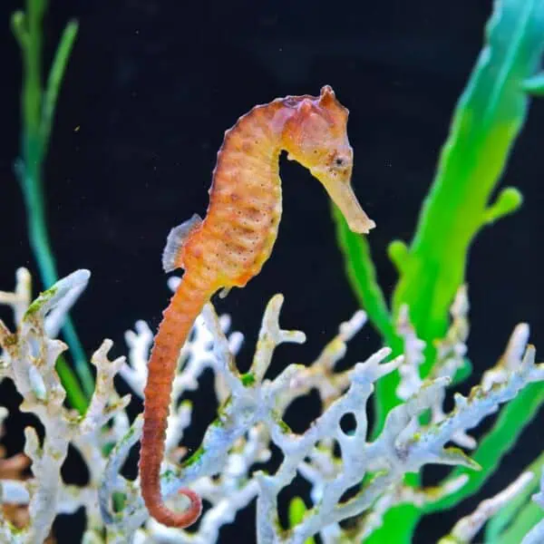 Angkor Aquarium - Seahorse