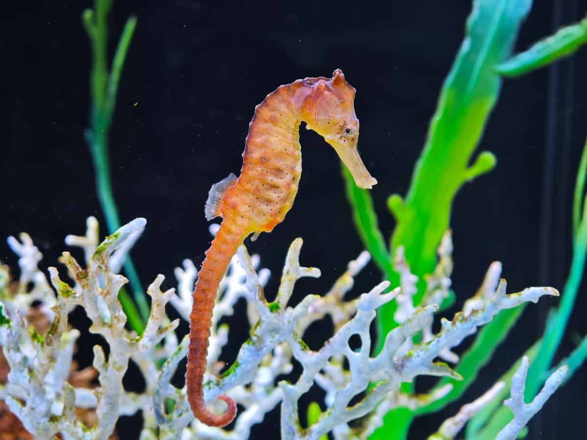 Angkor Aquarium - Seahorse