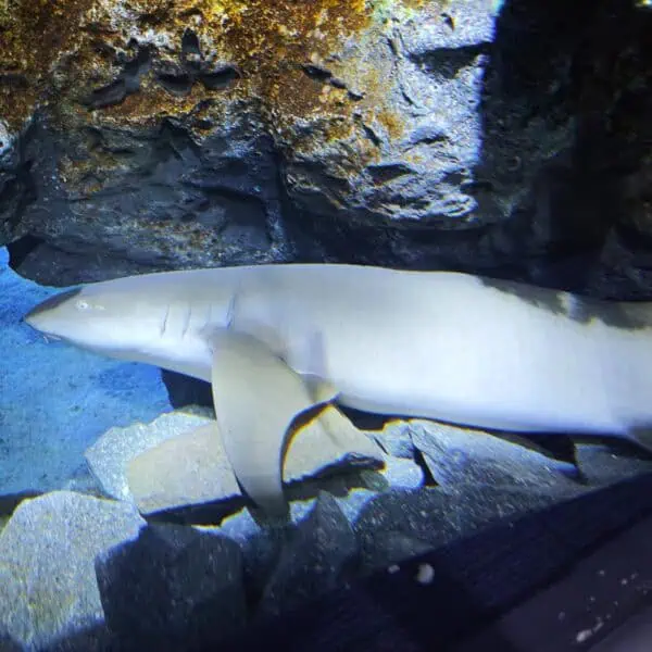 Angkor Aquarium - Tawny Nurse Shark