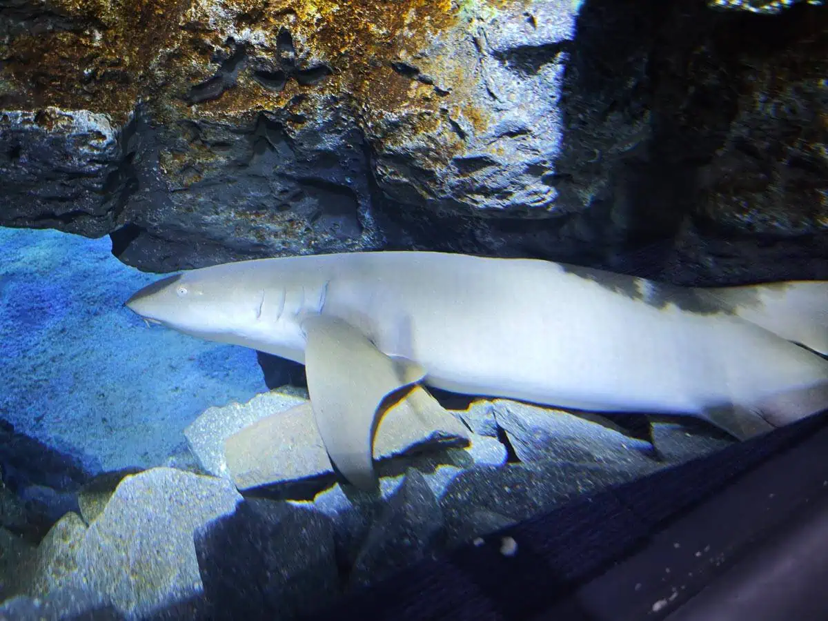 Angkor Aquarium – Tawny Nurse Shark Angkor Aquarium - Tawny Nurse Shark