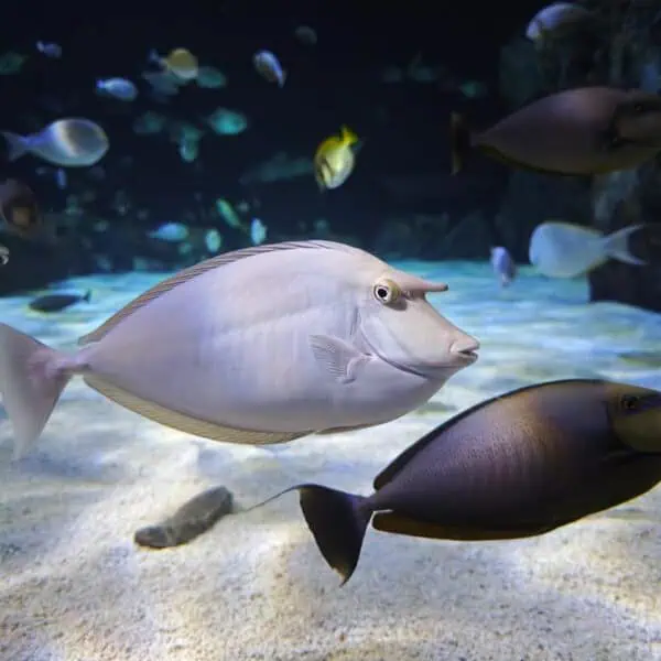 Angkor Aquarium - Whitemargin Unicornfish
