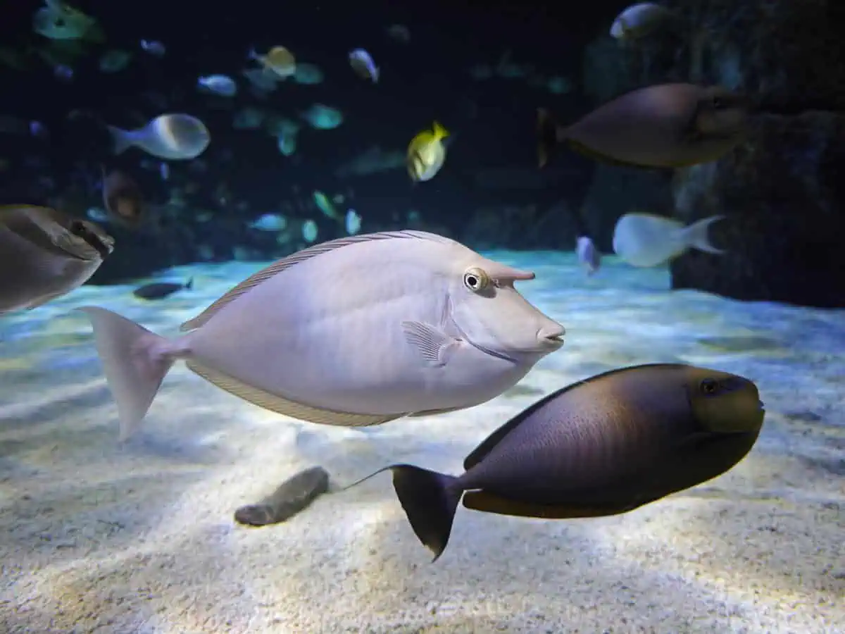 Angkor Aquarium – Whitemargin Unicornfish Angkor Aquarium - Whitemargin Unicornfish