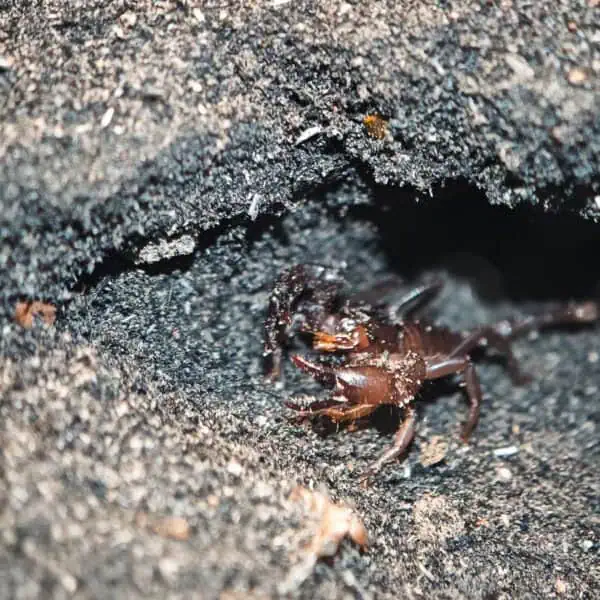 Angkor Wildlife - Giant Forest Scorpion