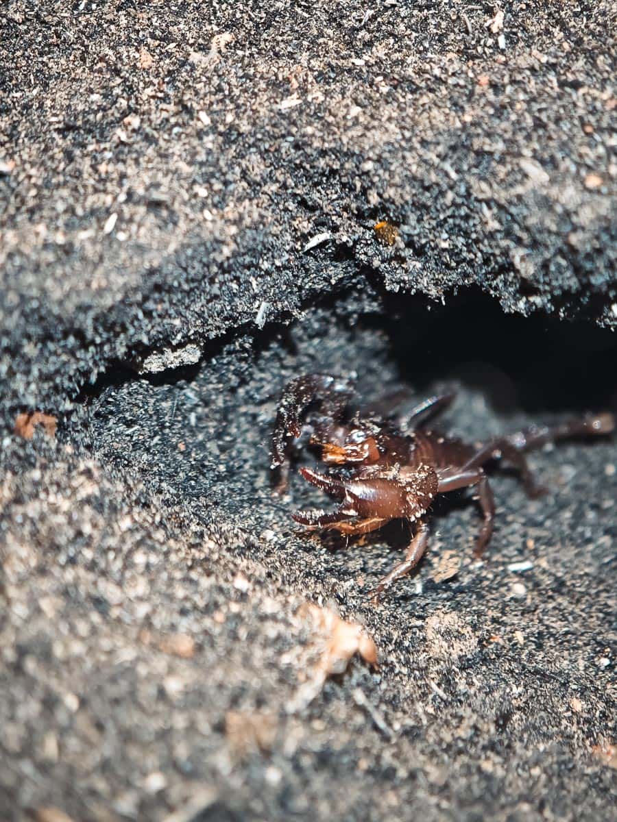 Angkor Wildlife - Giant Forest Scorpion
