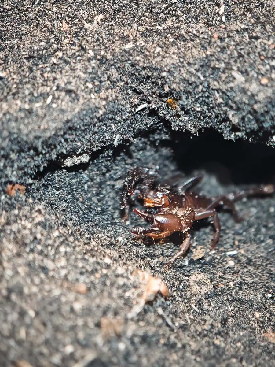 Angkor Wildlife – Giant Forest Scorpion Angkor Wildlife - Giant Forest Scorpion