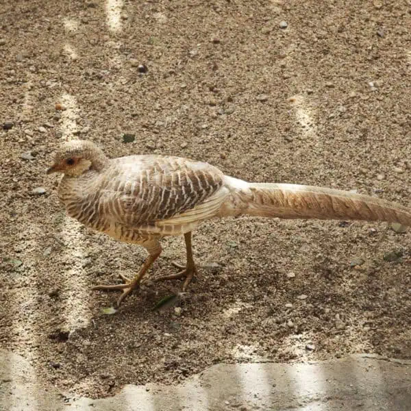Angkor Wildlife - Golden Pheasant