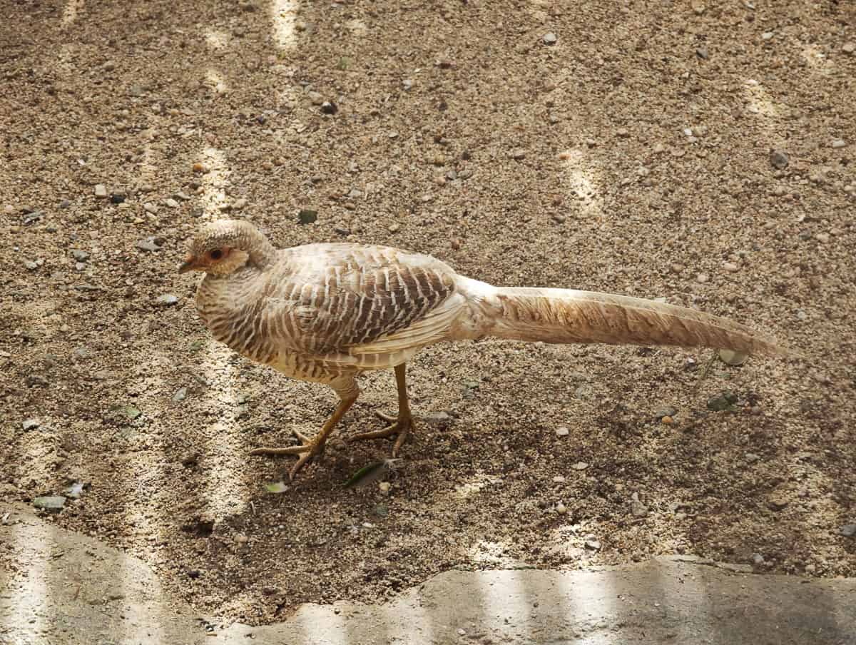 Angkor Wildlife – Golden Pheasant Angkor Wildlife - Golden Pheasant