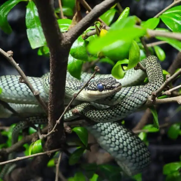 Angkor Wildlife - Golden Tree Snake