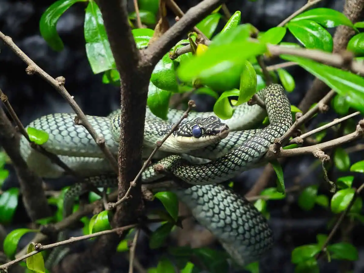 Angkor Wildlife – Golden Tree Snake Angkor Wildlife - Golden Tree Snake