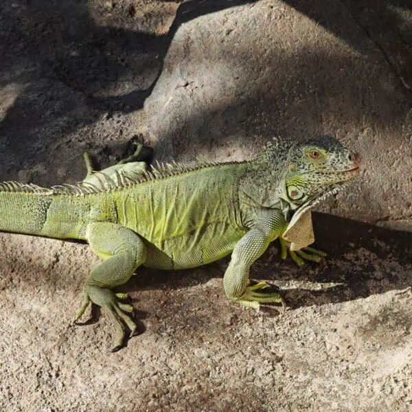Angkor Wildlife - Green Tree Monitor Green Iguana