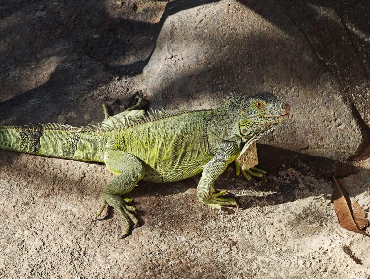 Angkor Wildlife - Green Tree Monitor Green Iguana