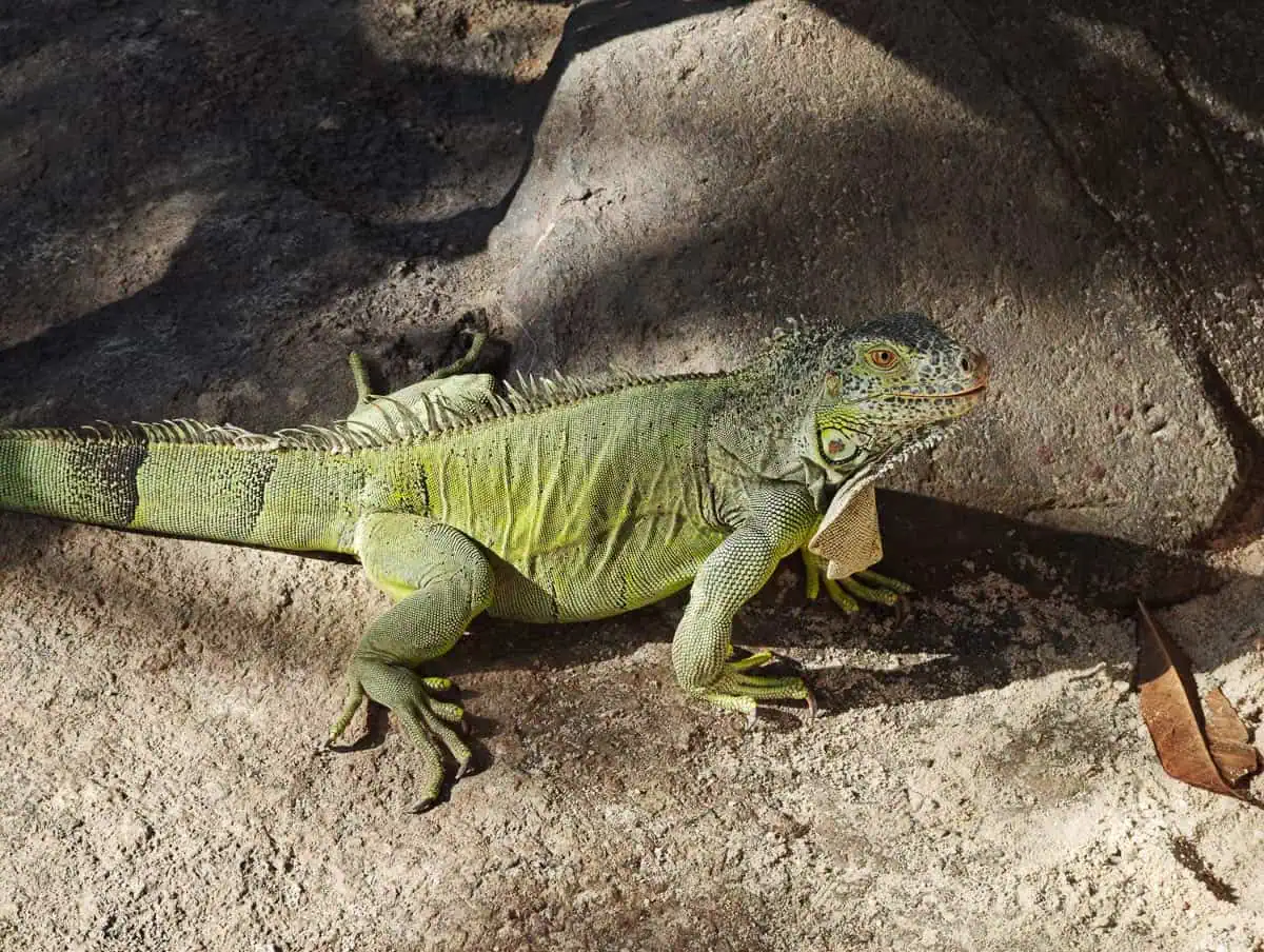 Angkor Wildlife – Green Tree Monitor Green Iguana Angkor Wildlife - Green Tree Monitor Green Iguana
