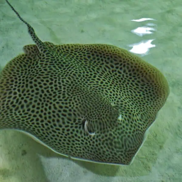 Angkor Wildlife - Leopard Whipray