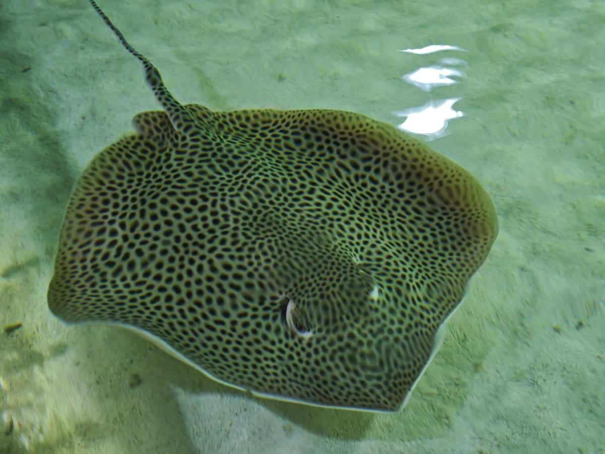 Angkor Wildlife - Leopard Whipray