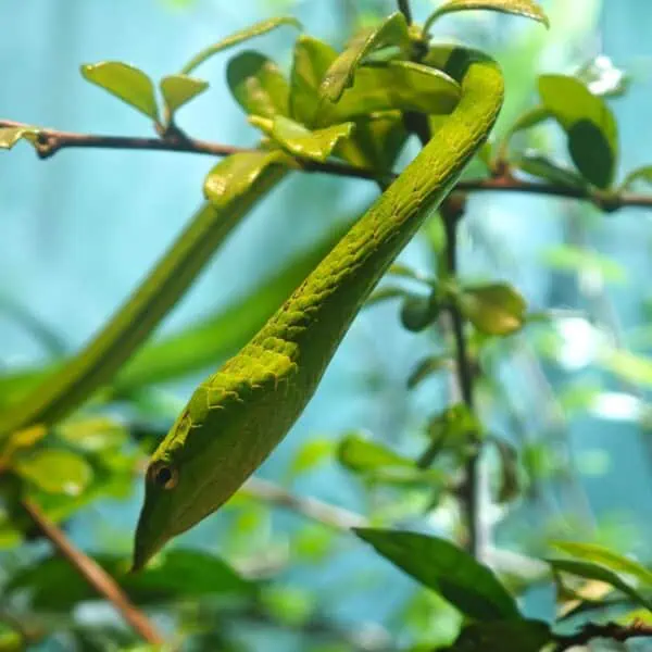Angkor Wildlife - Oxybelis Fulgidus